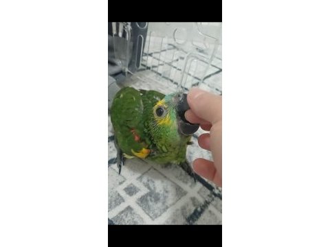 Full evcil bebek amazon papağanı blue frond