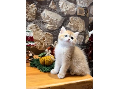 Saf kan şecereli (wcf) golden british shorthair ny12
