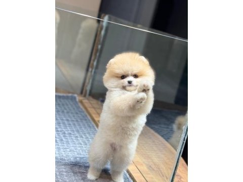 Sağlık ve ırk garantili pomeranian köpeği
