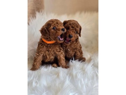 Tarçınlı kurabiye poodle