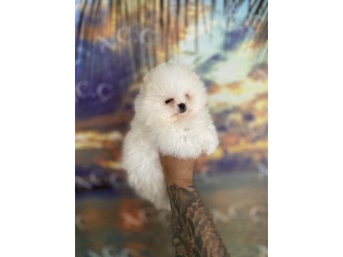 Teacup teddy bear garantili pomeranian
