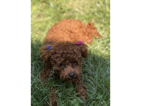 Bir dişi bir erkek toy poodle