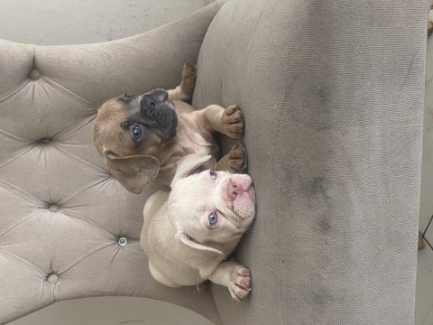 French bulldog erkek yavrumuz