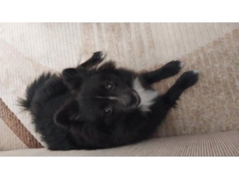 Yavru pomeranian nadir renkte