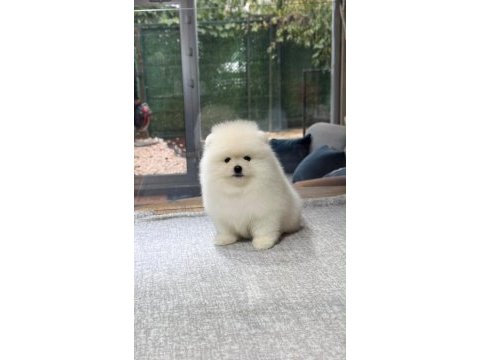 Irk ve sağlık garantili pomeranian boo bebekler