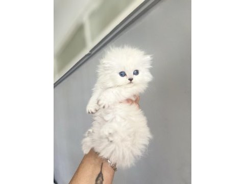 Show kalite british longhair bebeklerimiz