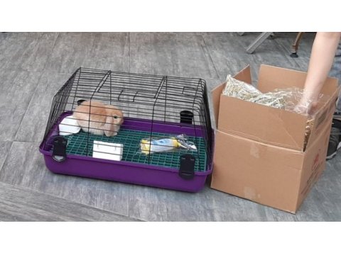 Safkan mini lop tavşanı bebeklerimiz
