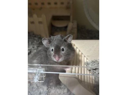 Yavru ve yetişkin suriye hamster bulunur