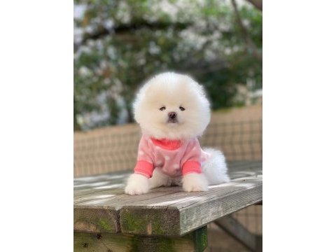 Pomeranian boo