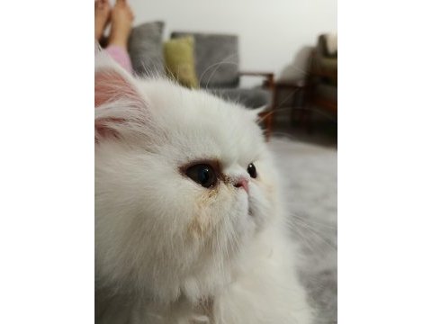 Exotic longhair dişi yavru