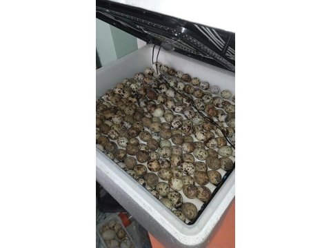 Kuluçkalık bıldırcın yumurtası