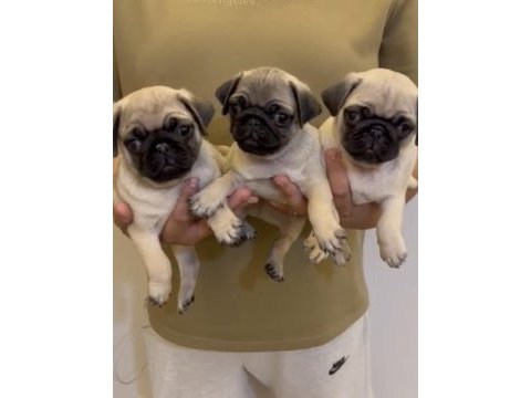 Oyuncu tompik pug bebekler