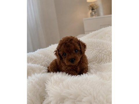 Teacup toy poodle