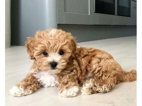 Maltipoo puppies