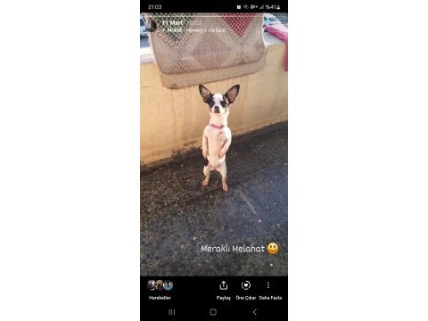 Chihuahua dişi köpeğimiz