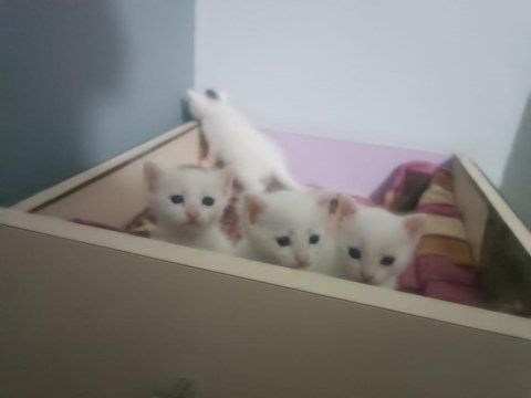 Tatlı ankara kedilerim