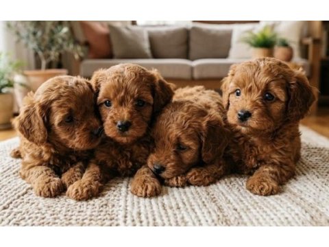 Orijinal kore maltipoo köpekler