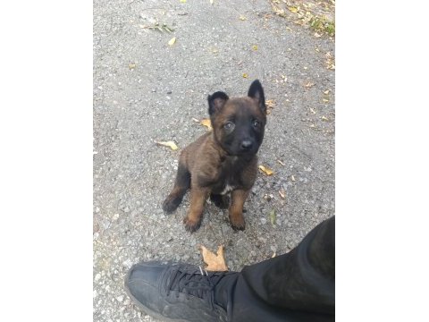 A kalite malinois