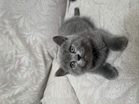 2 aylık british shorthair yavrular