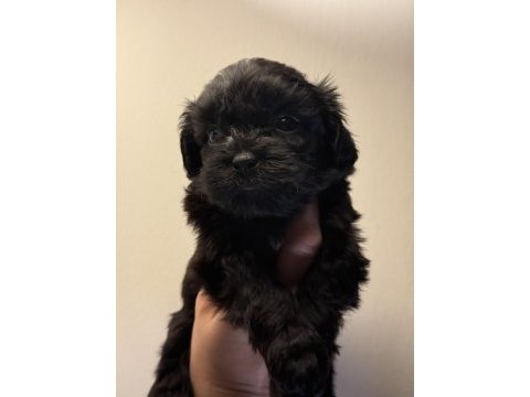 Mini boy güzel suratlı siyah maltipoo yavrular