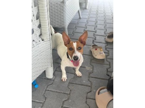 2 yaşında dişi jack russell