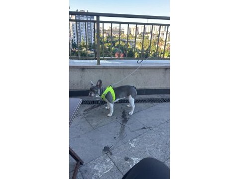 8 aylık dişi french bulldog