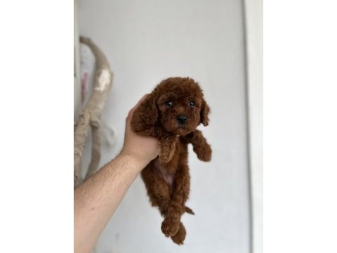 Toy poodle bebeklerimiz