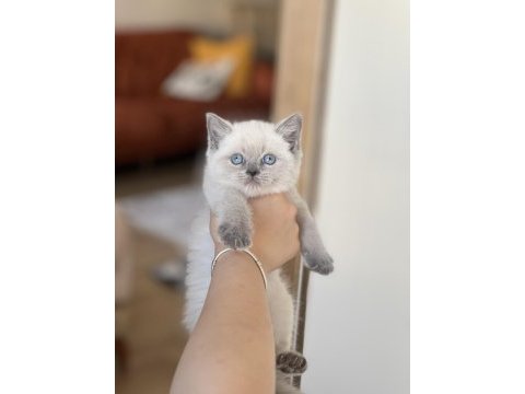 İnsan canlısı blue point safkan british shorthair yavru