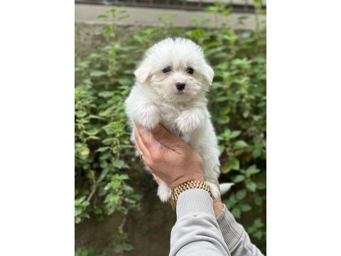 Muhteşem terrier bebeklerimiz