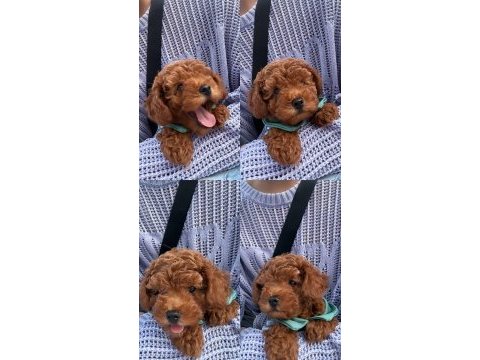 3 aylık poodle oğlum en fazla 3 kg olacak