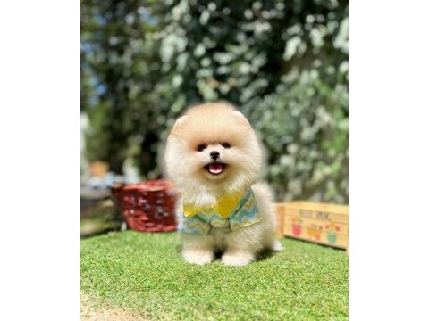Pomeranian boo ultra mini ayi surat yavrular
