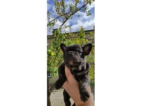 A kalite french bulldog yavrular