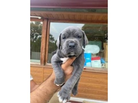 Üretim çiftliğimizden üst kalite cane corso yavrular
