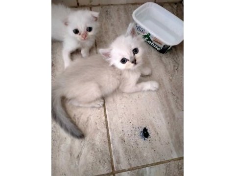 Kediler rezerve hazır scottish fold