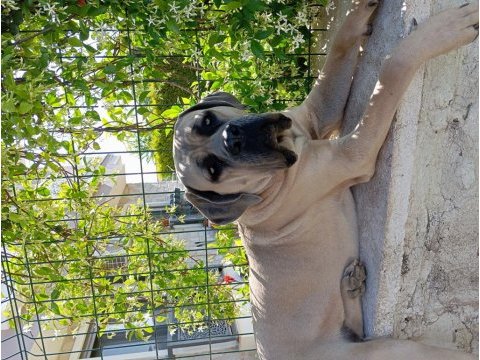 Dev formentino cane corso