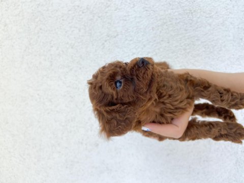 Toy poodle ev doğumlu