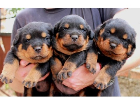 2 aylık rottweiler yavrularım