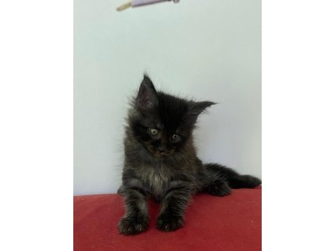 Maine coon black smoke erkek yavru