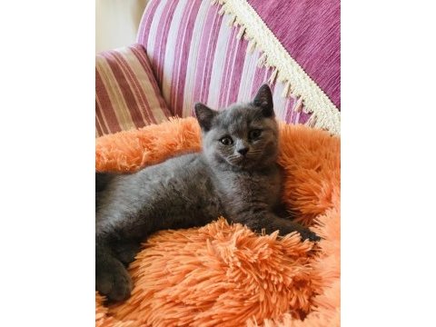 Saf british shorthair