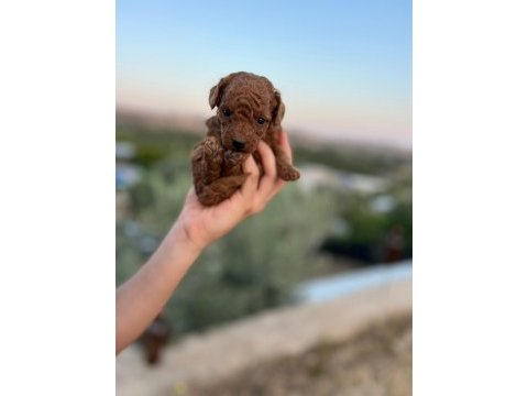 Tüy dökmeyen büyümeyen yavru yoy poodle köpekler