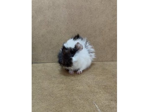 Ginepig yavrularımız gün içi gönderim sağlanmakta