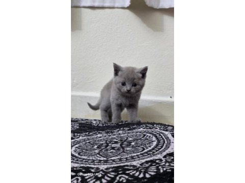 Çok sevecen scottish fold uyguna verilecek