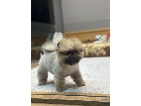 Orange pomeranian boo köpeklerimiz