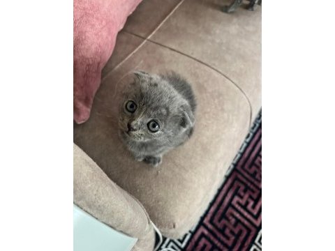 British shorthair kedimiz