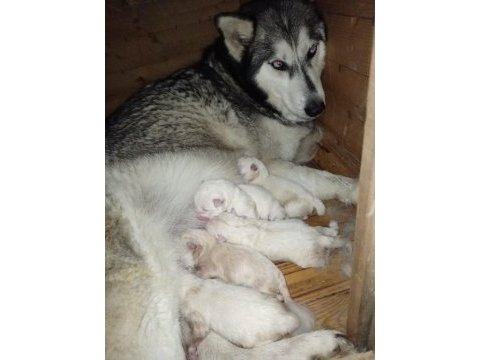 Mavi gözlü süt beyaz erkek husky sibirya kurtları