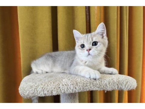 Blue golden british shorthair kedimiz fıstık