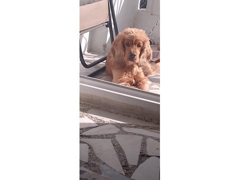 Dişi kimlikli saf cocker