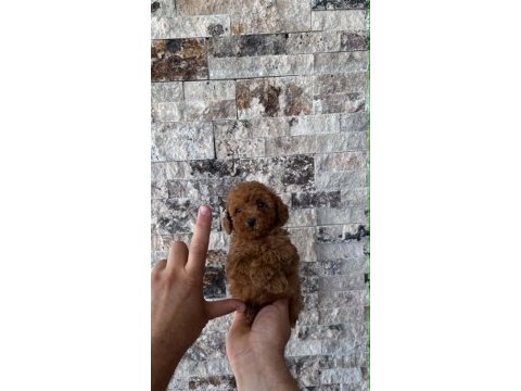 Show cllas red brwon toy poodle yavrular