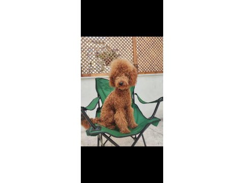 Bakımlı tef brown toy poodle