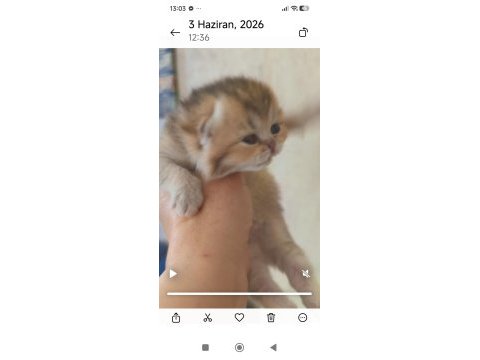 Golden ny25 ayı surat kedimiz